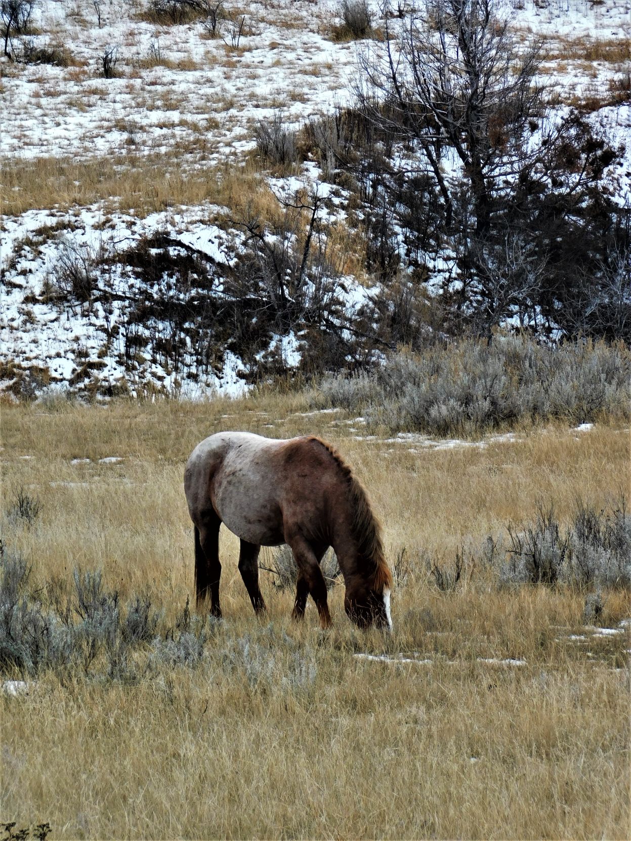 Grazing in the grass